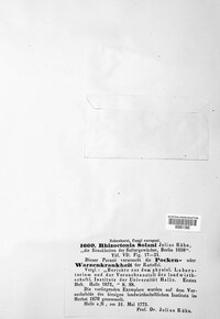 Rhizoctonia solani image